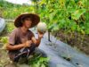 Tukang Bangunan di Sanggau Yang Beralih Profesi Jadi Petani, Raih Jutaan Rupiah dari Melon dan Semangka