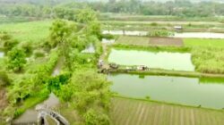 Potensi Desa Desa Rejoagung Meningkat Setelah Program Penataan Akses Reforma Agraria